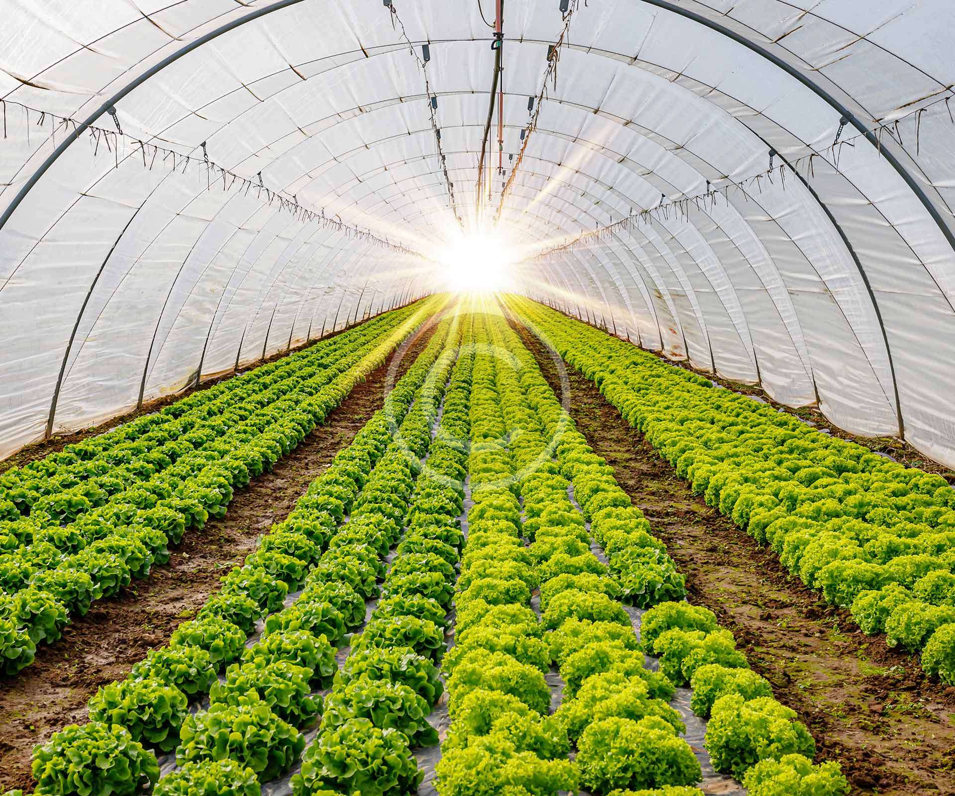 Greenhouse Growing